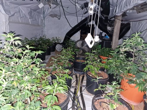 Cannabis cultivation in Oswaldtwistle